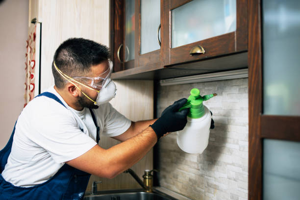 Wasp Removal Services in Dania Beach, FL