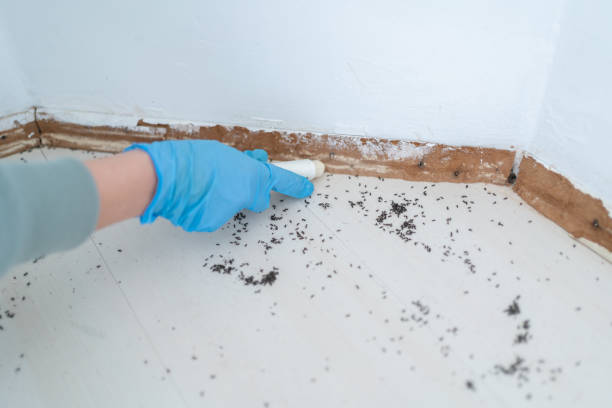 Flea Control Services in Dania Beach, FL